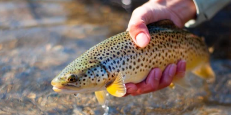 Bow River Fishing Charters | Seasonal Trips For 7-10 Hours